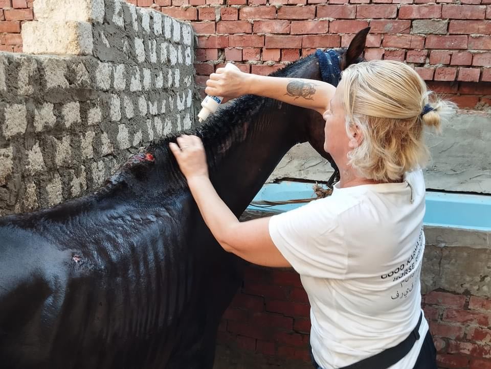 Joke from good karma sanctuary cleaning up a wound on a horseback