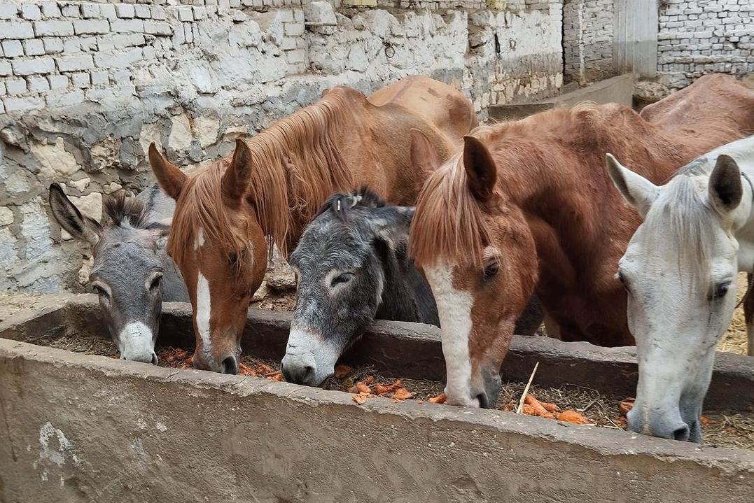 rescued horses and donkeys at jokes sancutary in egypt