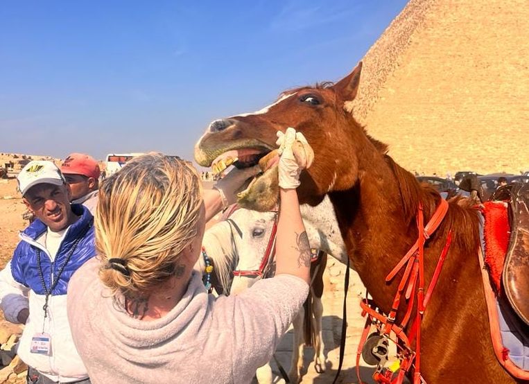 Joke giving dental care to horse at the pyramids