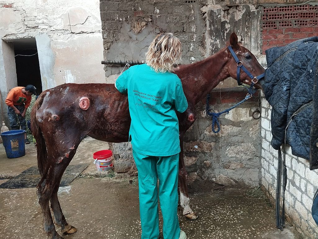 Joke taking care of a horse at good karma sanctuary