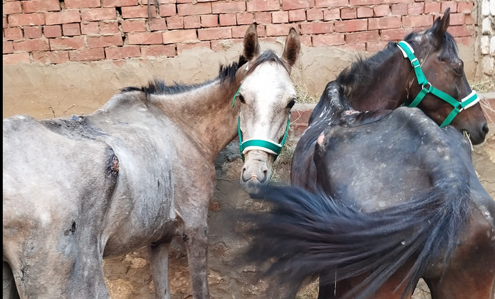 joke from good karma sanctuary in egypt is feeding a horse