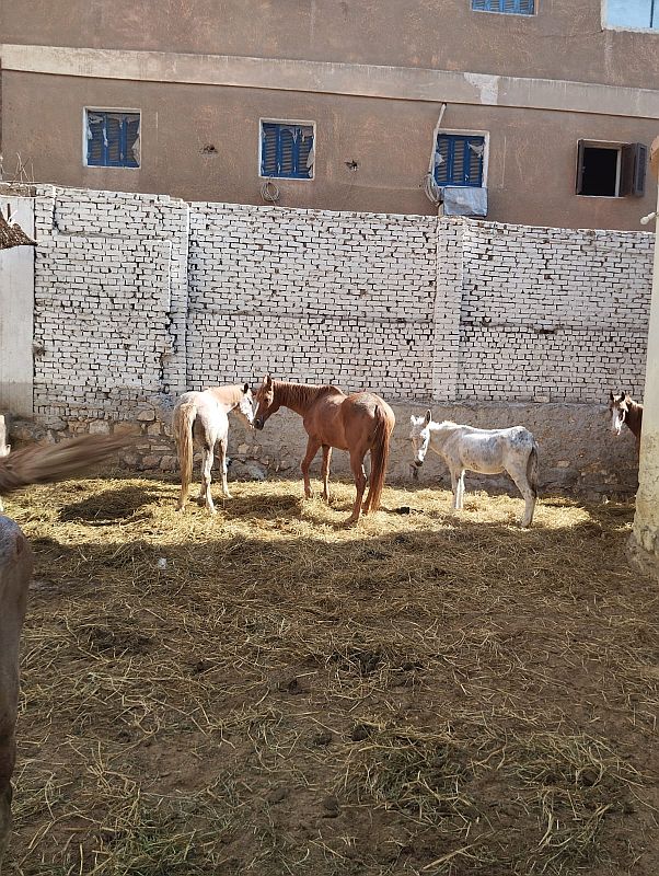 horses at good karma sanctuary in egypt