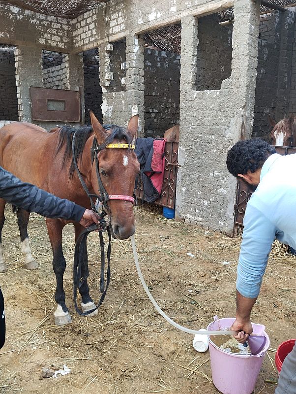 horse at good karma sanctuary in egypt